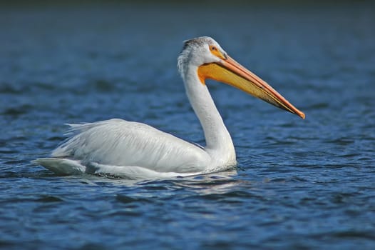 White Pelican (Pelecanus erythrorhynchos)