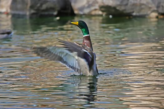 Mallard duck (Anas platyrhynchos) male