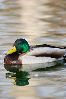 Mallard duck (Anas platyrhynchos) male