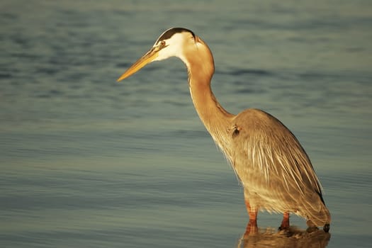 Great Blue Heron (Ardea herodias)