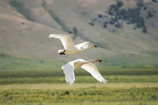 Trumpeter Swans (Cygnus buccinator) flying