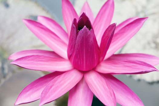 Pink Lotus Flower in Nong Nooch Garden, Thailand.