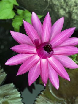 Lotus in Nong Nooch Garden, Thailand Pattaya