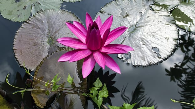 Pink Lotus and Grass in Nong Nooch Garden, Thailand.