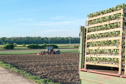 Agriculture - seedlings of young salad stacked on a trailer with a tractor in the background, seeding those plants with several people feeding those into machinery at the back of the tractor