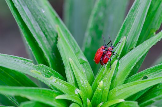 Pair of red beautiful scarlet lily bettles bugs mating colugating on green plant leafes covered with morning dew water drops. Birds sing.