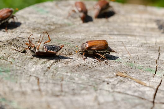 old cracked stump edge crawling beetles spread their wings trying to get up in the air