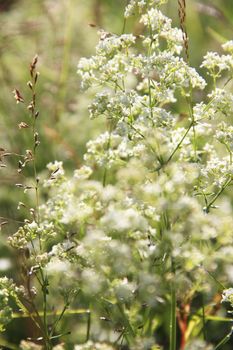 Beautiful background of wild white summer flowers outdoors