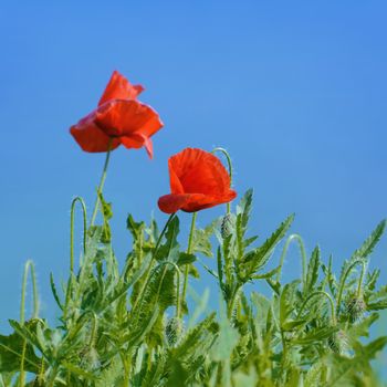 Two Poppies Against Blue Sky