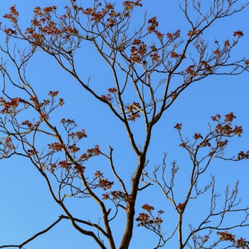 Bare Tree Over The Blue Sky