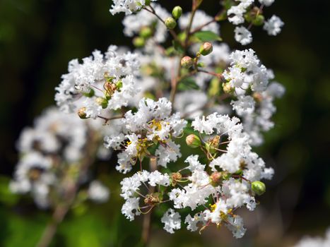 Lagerstroemia Speciosa White in Nong Nooch Garden, Pattaya Thailand.