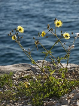 yellow wild flower on the coast