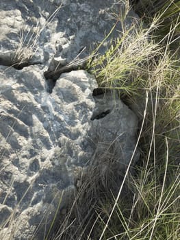 stones and grass on the Island Coast in Adriatic Sea, Croatia