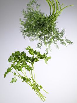 fresh ripe green dill and parsley herbs
