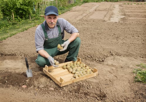 Happy farmer is preparing to plant potatoes in the furrow