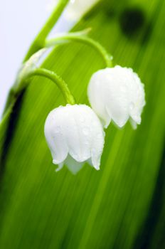 Close up of Lily of the valley