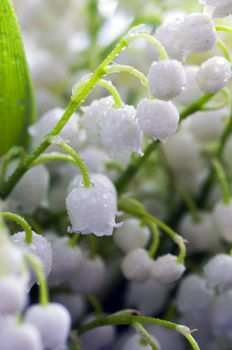 Close up of Lily of the valley