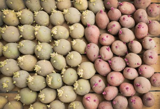 Lot of red and yellow sprouted potatoes in a box