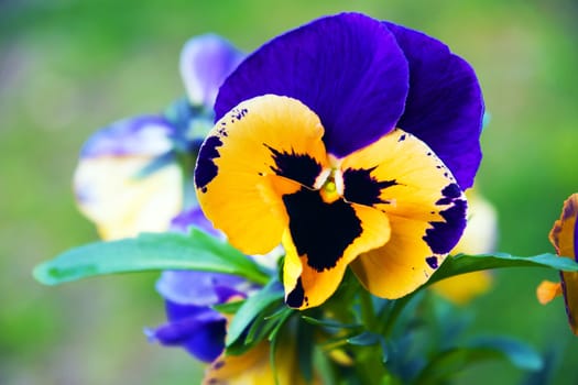 A close-up of a pansy in spring.