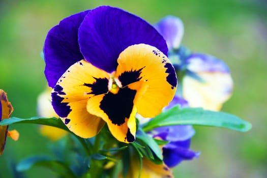 A close-up of a pansy in spring.