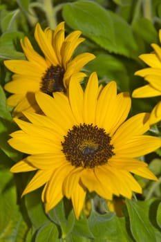 Blooming sunflowers in summer.