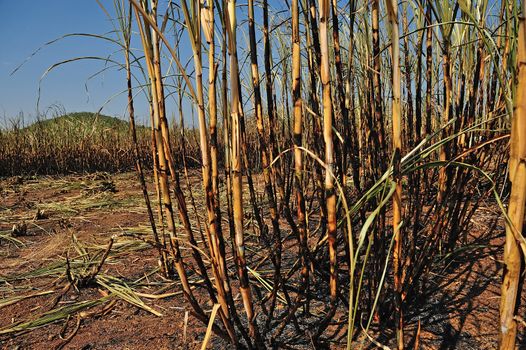 Sugarcane field burning in Thailand