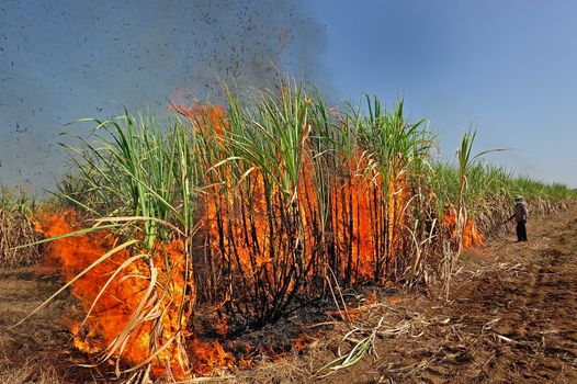 Sugarcane on Fire in thailand