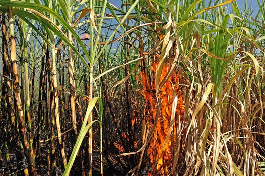 Sugarcane field burning in Thailand