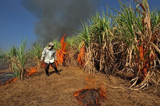 Sugarcane field burning in Thailand