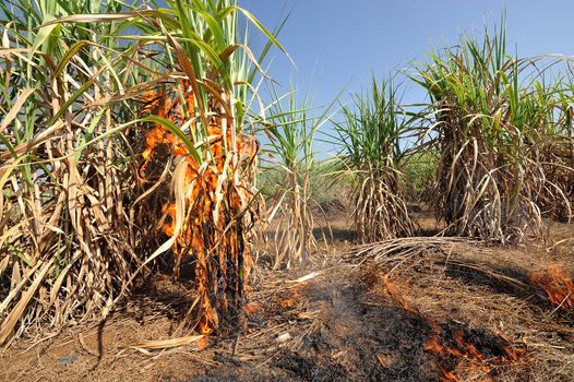 Sugarcane on Fire in thailand