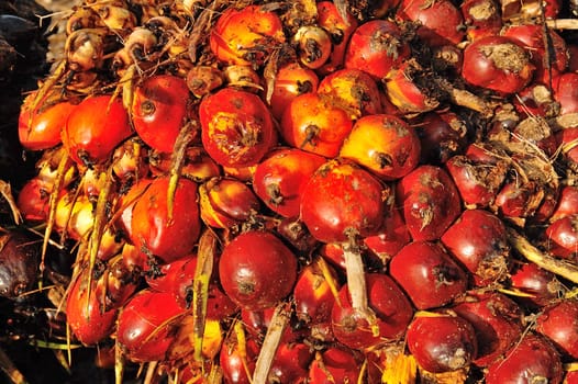 Palm Oil Fruits close up