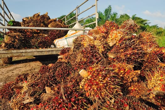 fresh palm oil fruit from truck.