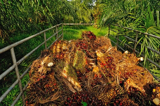 fresh palm oil fruit from truck.