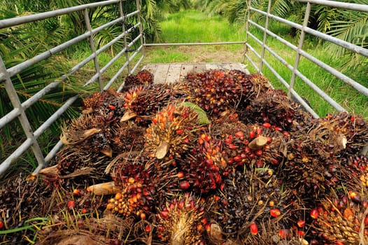 fresh palm oil fruit from truck.