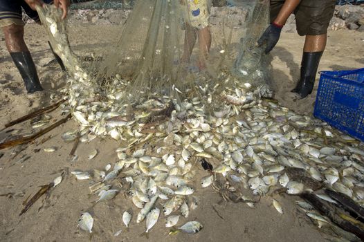 The caught fish on the beach