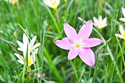 pink flower among yellow flowers in the park