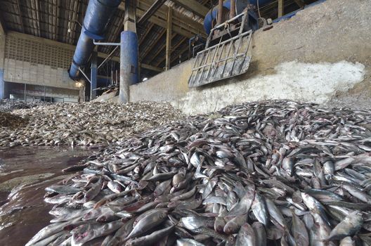 industrial fish meal