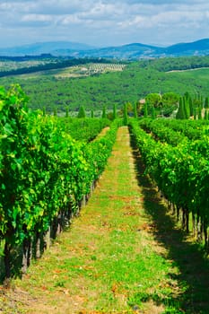 Tuscan Landscape with Vineyards and Olive Groves