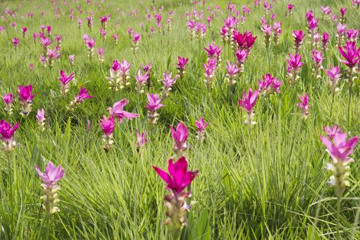 Siam Tulip Field in misty morning