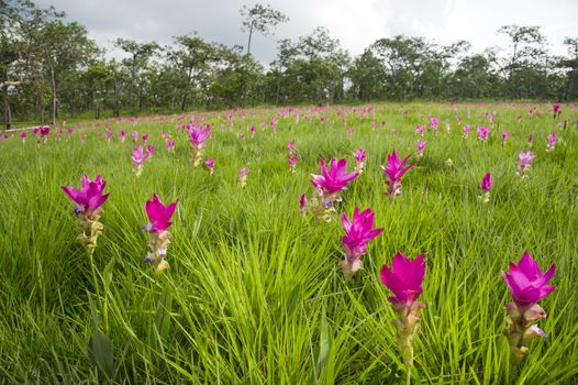 Siam Tulip Field in misty morning