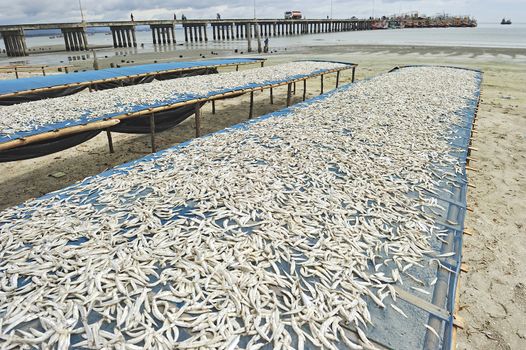 Small fish, dried in the sun