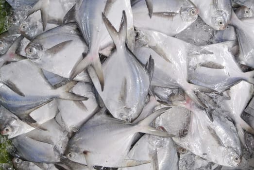 wild caught fresh fish at a market, Thailand