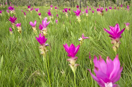 Siam Tulip Field in misty morning