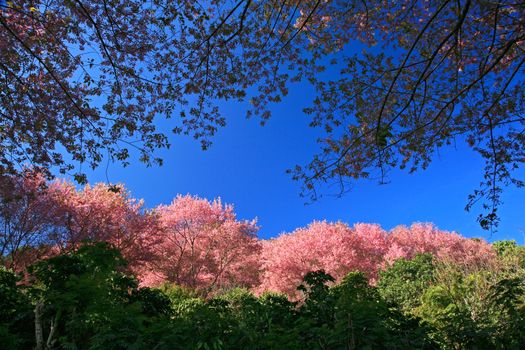 Sakura pink flower on mountain in thailand, cherry blossom