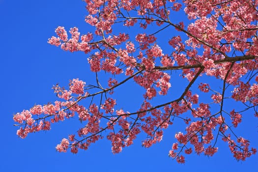 Sakura pink flower on mountain in thailand, cherry blossom