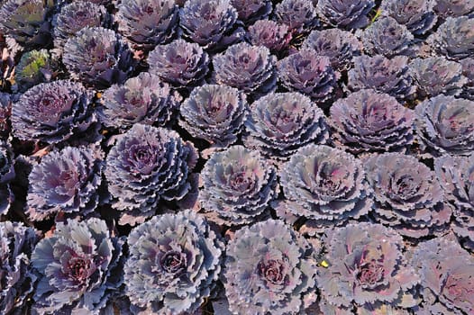 Beautiful violet cabbage in garden, Thailand.