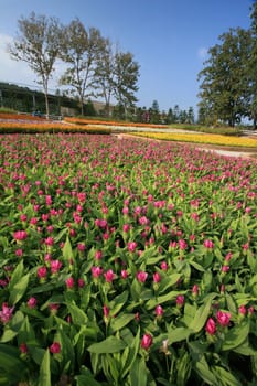 Royal Flora Expo, Chiang Mai, Thailand