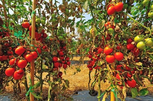 a bunch of tomatoes close-up