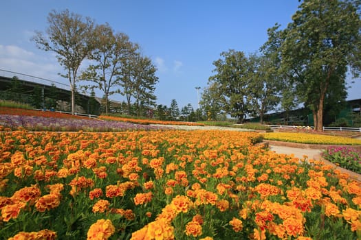 Royal Flora Expo, Chiang Mai, Thailand