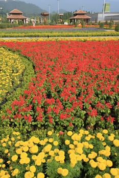 Royal Flora Expo, Chiang Mai, Thailand